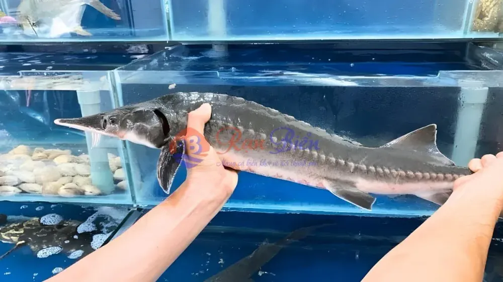 Cá Tầm Tươi Sống