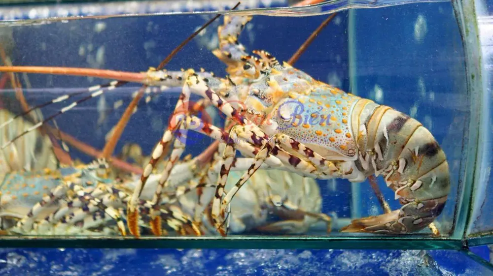 Tôm hùm bông khổng lồ