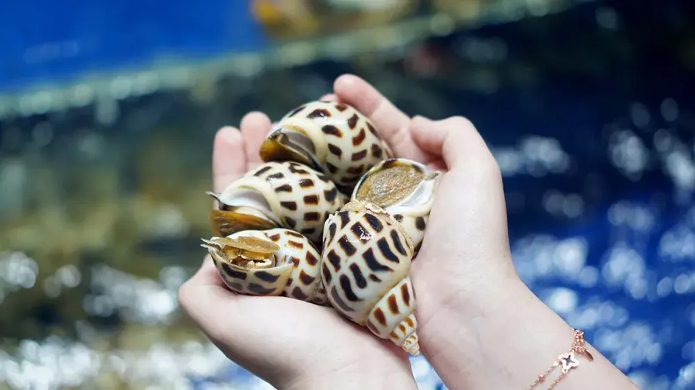 oc huong web1