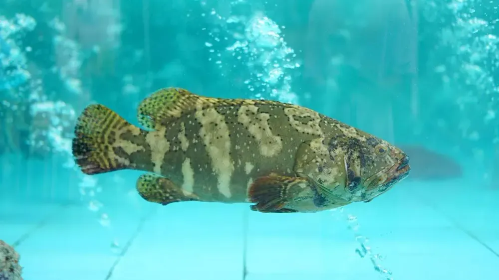 CMB WEB1