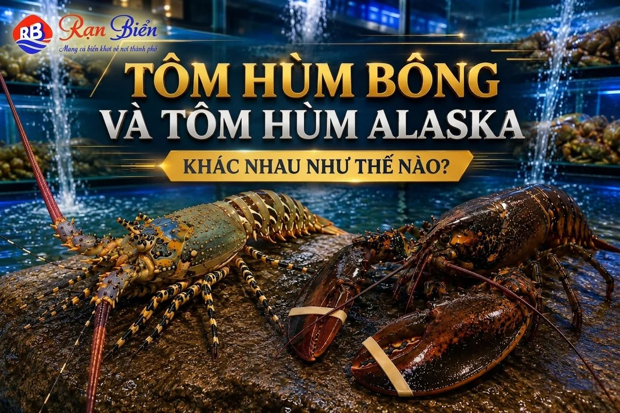 tom-hum-bong-hay-tom-hum-alaska.webp