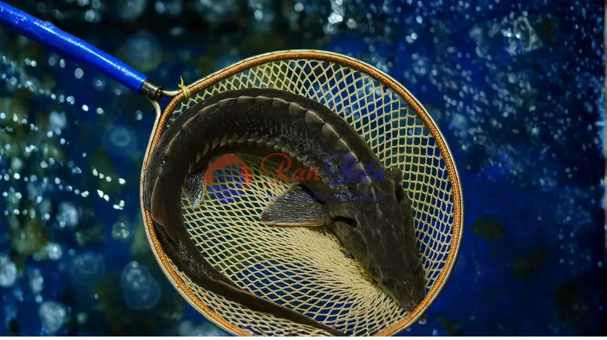 Cá Tầm Tươi Sống