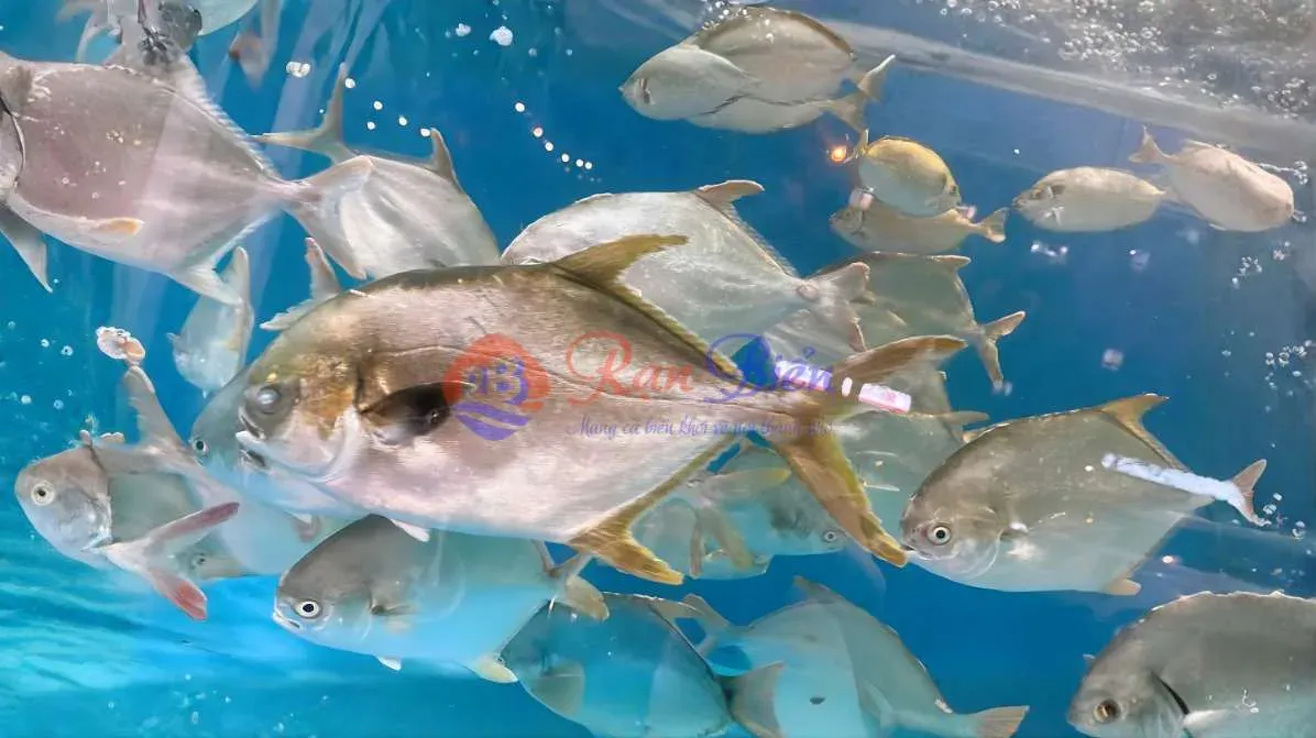 Cá Chim Trắng Tự Nhiên