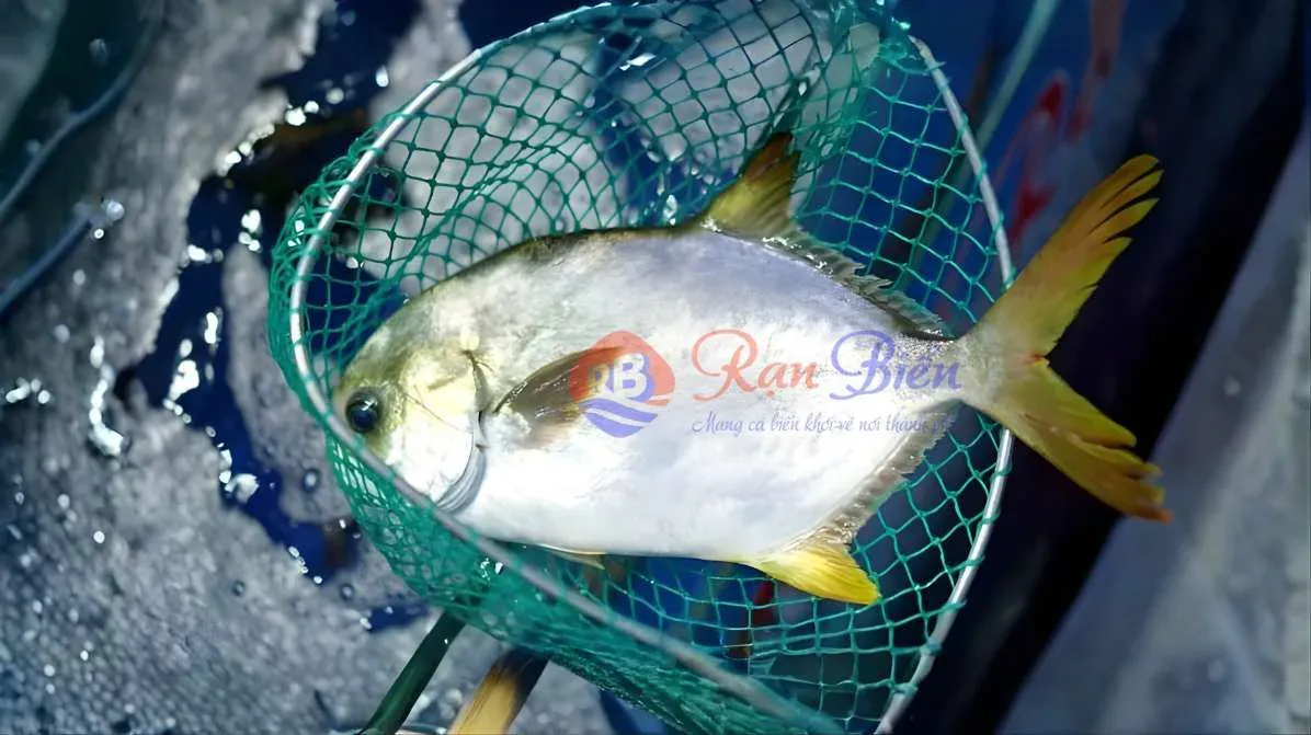 Cá Chim Trắng Tươi Sống