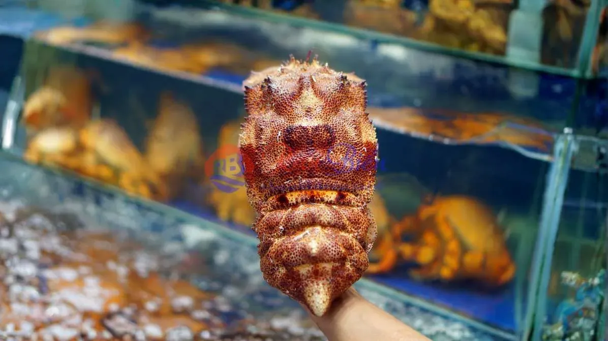 Tôm Mũ Ni Sừng